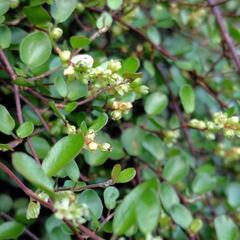観葉植物ワイヤープランツ　カット茎の画像