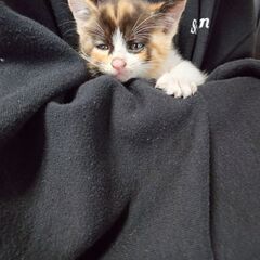 三毛猫の男の子を保護しました