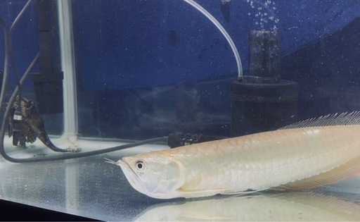 シルバーアロワナとプレコ