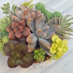 多肉植物　寄せ植え