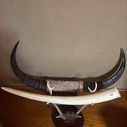 水牛　他　角セット