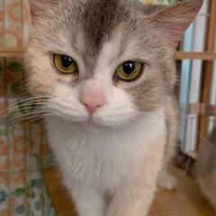 ブリーダー飼育放棄より救出しました