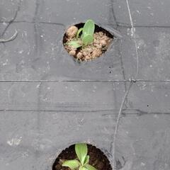 トルコギキョウの雑草取り − 長野県