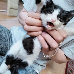 生後1ヶ月程度 仔猫 ハチワレ