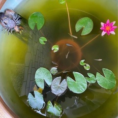 残り1  ヒメスイレン 赤ピンク の画像