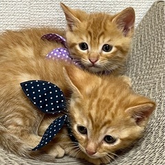 ちゃとら兄弟