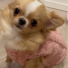 ロングコートのチワワちゃん