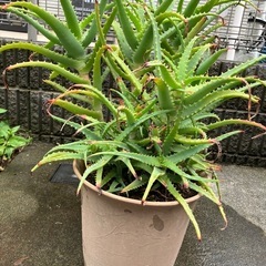 アロエの鉢植え①
