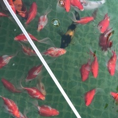 山古志100パーセントタマサバですの画像