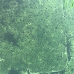 山古志100パーセントタマサバですの画像
