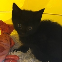 🐈‍⬛おチビの黒猫ゆめちゃん🐈‍⬛
