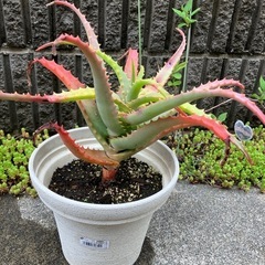 アロエの鉢植え②
