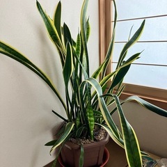 サンスベリア　虎の尾の画像
