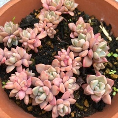 多肉植物