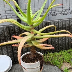 アロエの鉢植え④