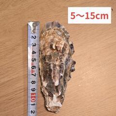 【1kg300円】水質改善に！天然牡蠣ガラ（家庭菜園やボレー粉にも◎）の画像