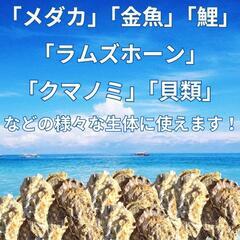 【1kg300円】水質改善に！天然牡蠣ガラ（家庭菜園やボレー粉にも◎）の画像