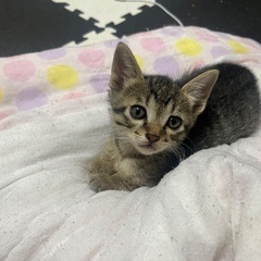 大切に育ててくれる方募集しています