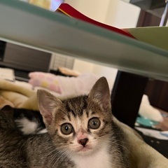 大切に育ててくれる方募集しています - 猫