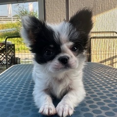 各種子犬　オーナー様募集中‼️