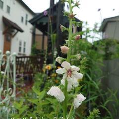 バーバスカム ホワイト   多年草  花 ☆ガーデニング