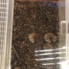カブト虫の幼虫の画像