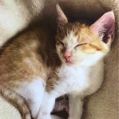 かわいい茶白の男の子です