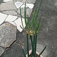 兜ネギ　葱　苗　かぶとねぎ