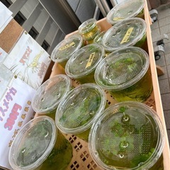 オロチサタン、王華、紅白更砂幼魚　5匹+水草　300円　　6/8...