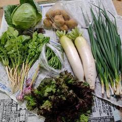 今月のお野菜８点