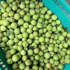 小梅　1kg  自然栽培　農薬不使用