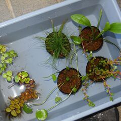 メダカ　ビオトープセット　№３　（ミックスメダカ15匹　水草7種...