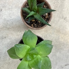 多肉植物セット