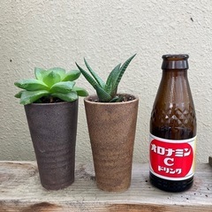 多肉植物セットの画像