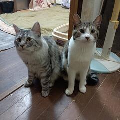 ★里親募集★10ヶ月の兄弟2匹です！癒されますよ！
