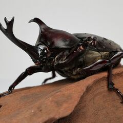 カブトムシ ペア 2025年新成虫 ④