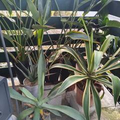 観葉植物　多数　無料で差し上げます