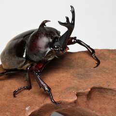 カブトムシ ペア 2025年新成虫 ⑤