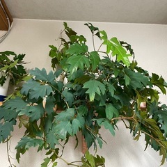 観葉植物  エレンダニカの画像