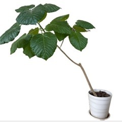 観葉植物　ウンベラータ