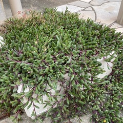大量の多肉植物