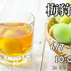 梅狩りします❗️