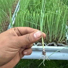 ネギ　白ネギ　長ネギ　苗　1トレイ　400-500本の画像