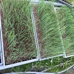 ネギ　白ネギ　長ネギ　苗　1トレイ　400-500本の画像
