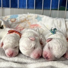 ビションフリーゼ　ミニビション　子犬　専門ブリーダー