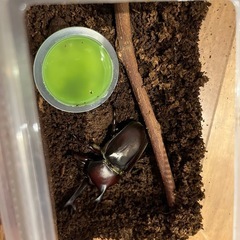 カブトムシ