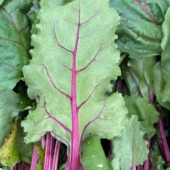 ⑤【愛知県産・農家直送】スーパーフード 奇跡の野菜　ビーツ 1キロ ・#Aichi-Ken beterraba #beet の画像