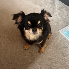 チワワ　リルちゃん - 犬