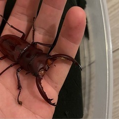 【新成虫ペア】フォルスターニシ　(フォルスターフタマタクワガタ)