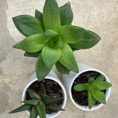 多肉植物セット